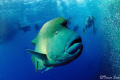   Napolyon Fish Brother IslandEGYPT Island/EGYPT Island EGYPT  